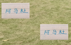中超10轮毕，申花阿马杜恢复佳。